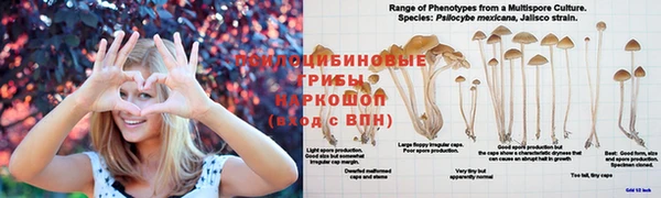 прущие грибы Елизово