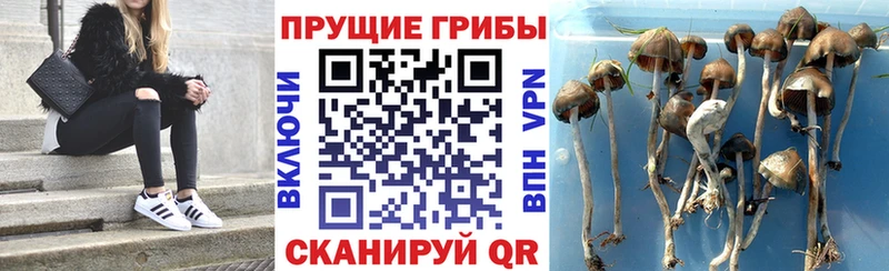 Купить где  Саров  Псилоцибиновые грибы прущие грибы 
